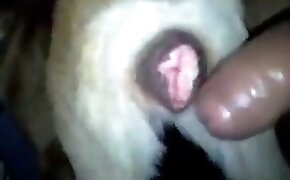 Pauzudo comendo cuzo da ruiva peituda - guy fucks animal, zoophilia fuck porn