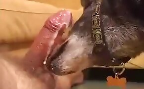 guy fucks animal, zoophilia fuck porn