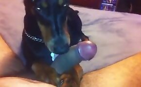 zoophilia videos, gay bestiality