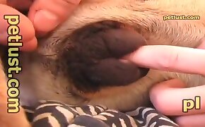 zoophilia fuck porn, dog bestiality